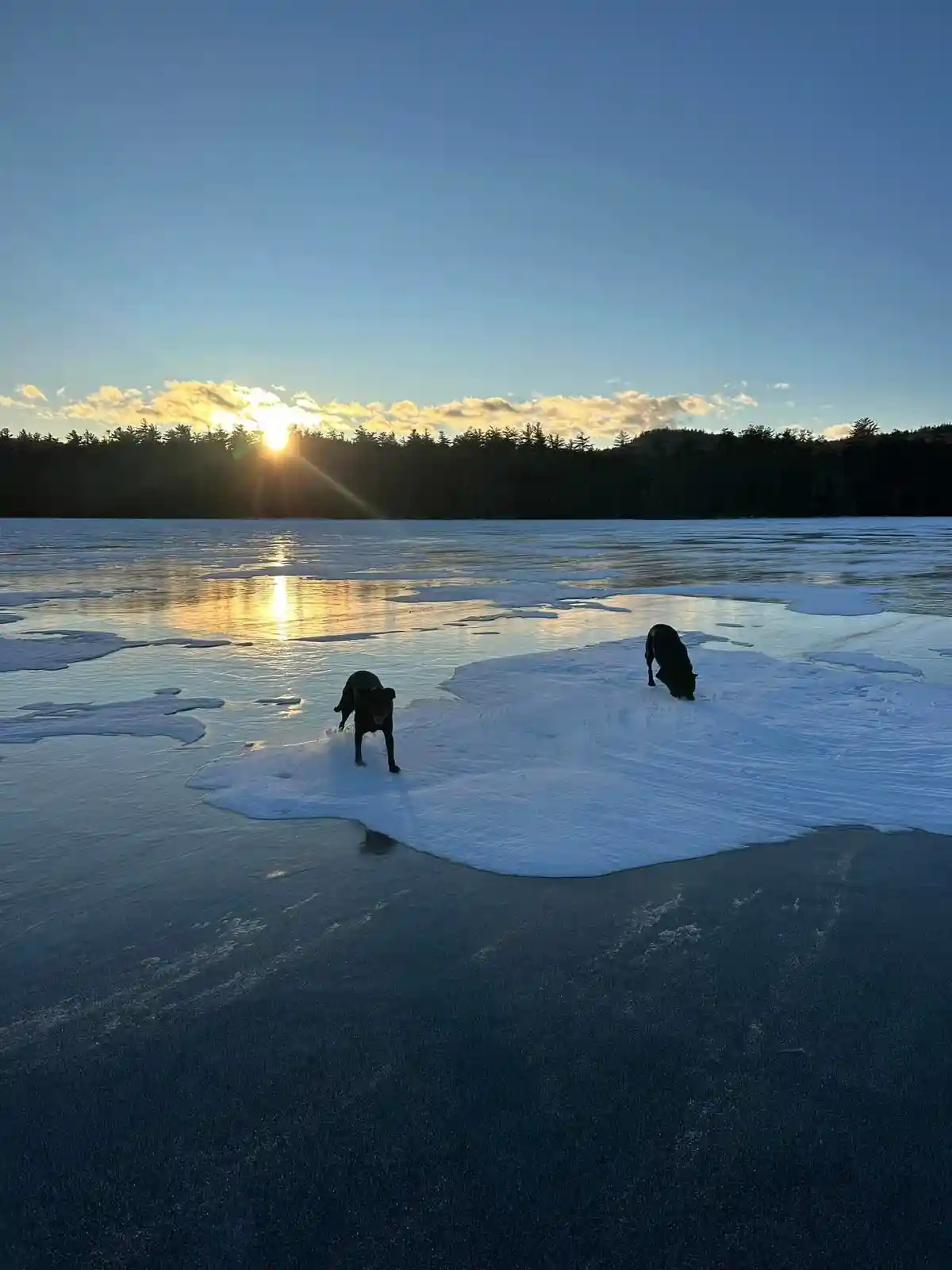 Two black dogs are on a partially frozen lake during sunset, one standing alertly while the other sniffs the snow-covered…