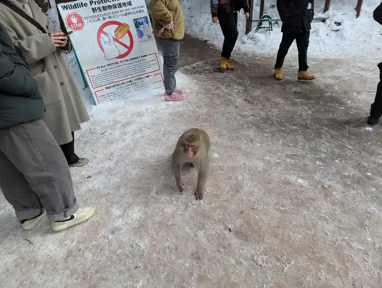 A snow monkey walks toward the camera on a snowy path, with tourists standing nearby and a sign that reads 'Wildlife…