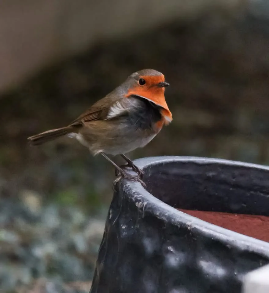 Just a Bird Chilling Out