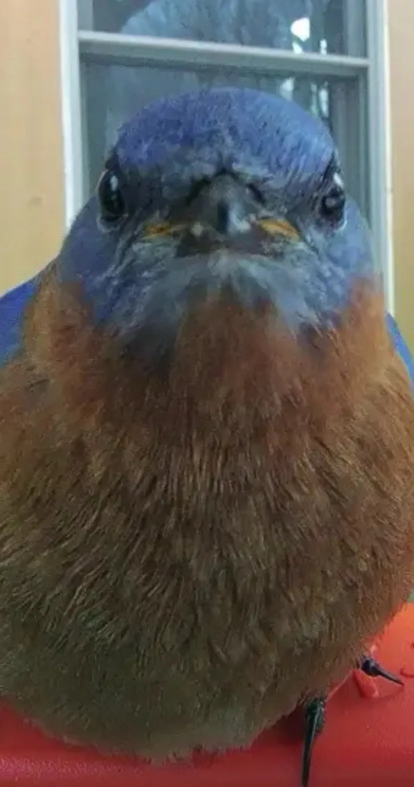A close-up photo of a blue bird with a blue head and orange chest, looking directly at the camera with a stern expression…