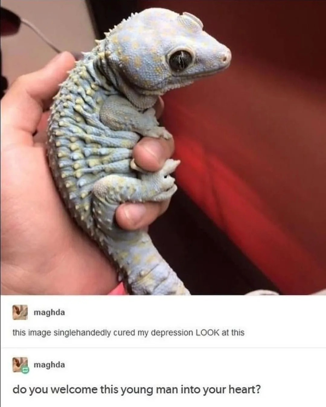 A close-up photo shows a person holding a small, light blue and yellow gecko with textured skin and large eyes. The gecko is…