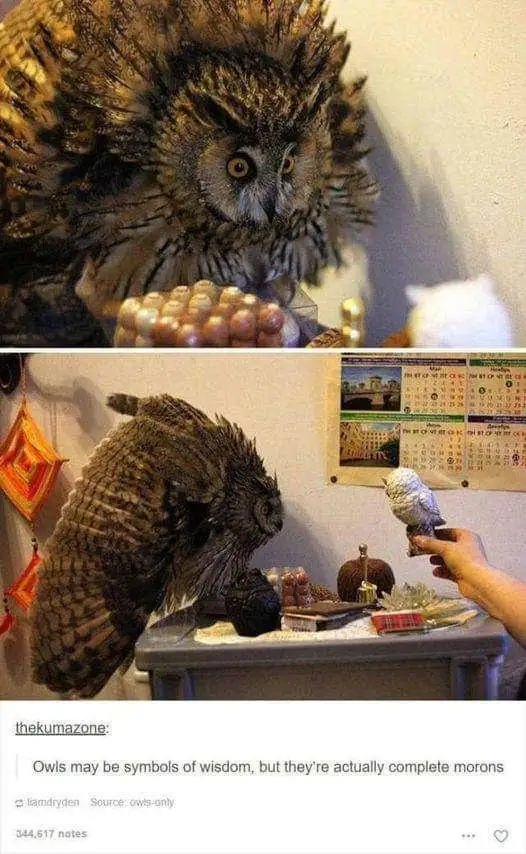 The image is a two-panel meme. The top panel shows a large, fluffy owl with wide eyes staring intently at a string of beads…