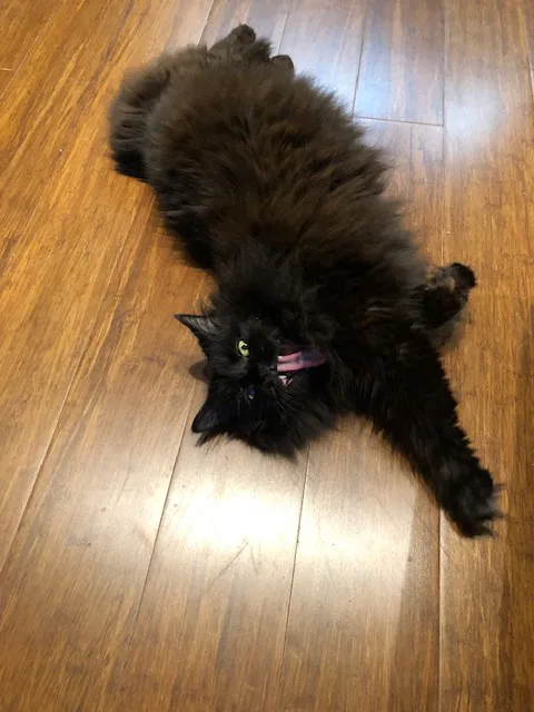 Remembered to celebrate my cake day this year! Here’s a hilarious compilation of my most ridiculous cat pics from 2024!