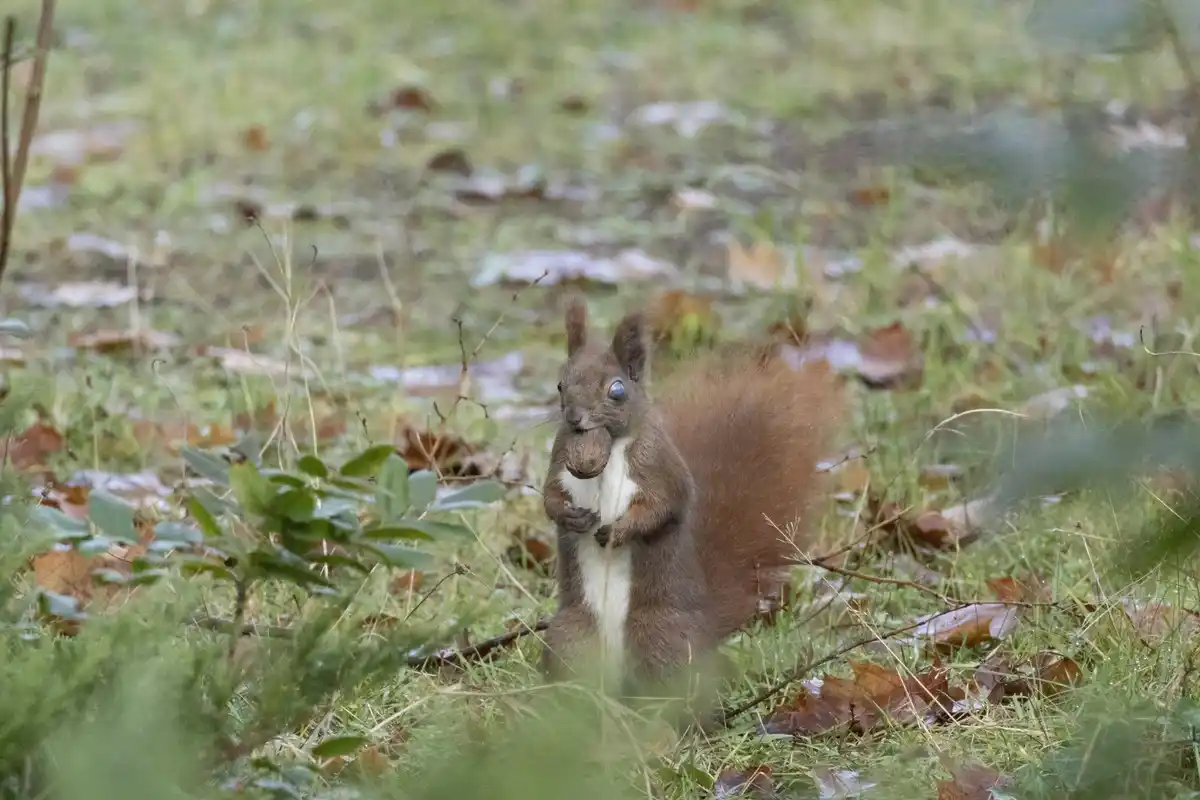 A red squirrel stands upright in a grassy, leaf-strewn outdoor area, holding a nut in its paws. Its left eye has been…