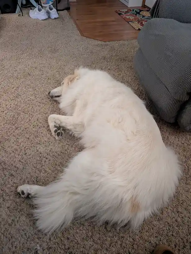 A fluffy white dog is lying on its side on a beige carpet, appearing to be sleeping or resting. Its legs are stretched out…