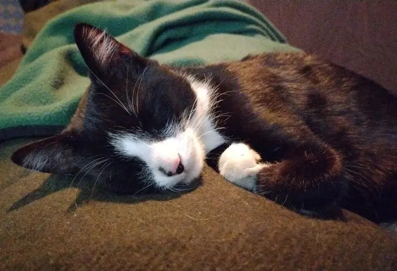 a black and white cat is curled up sleeping on a brown surface with a green blanket behind it. The cat has its eyes closed…