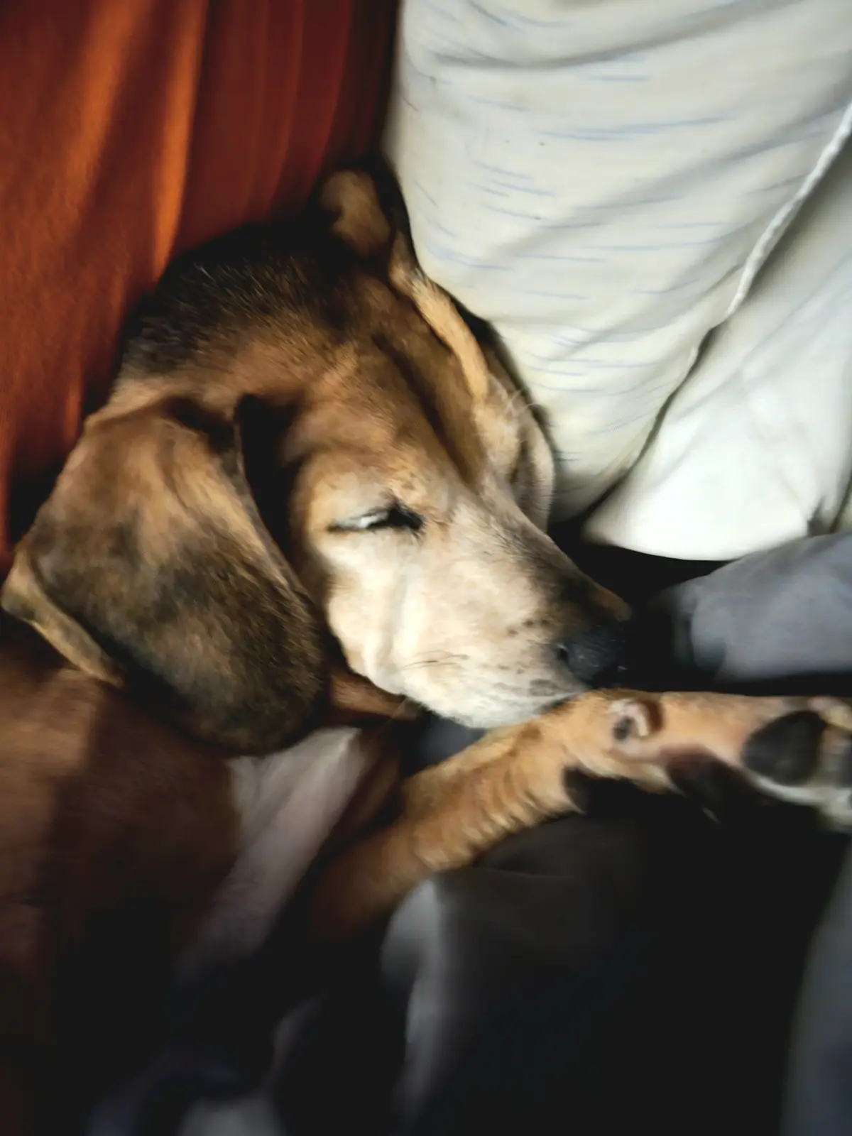 A brown and black dog with long floppy ears is sleeping peacefully with its eyes closed, nestled between a white pillow and…