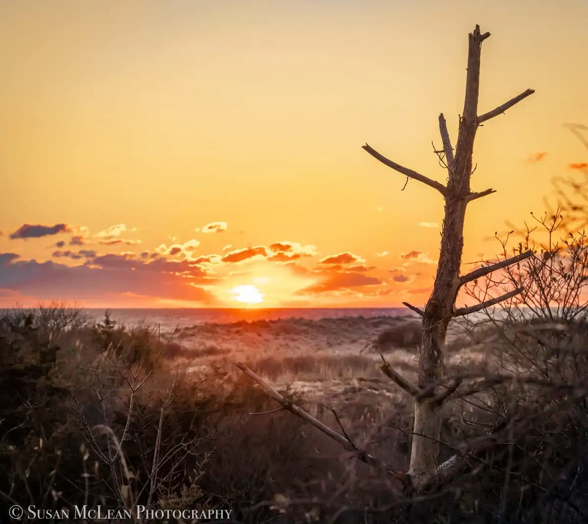 A serene sunset over a coastal landscape with a prominent bare, leafless tree in the foreground. The sky is painted with…