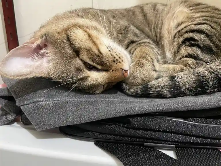 A tabby cat with brown and black stripes is curled up and sleeping soundly on top of a stack of folded gray and black fabric…