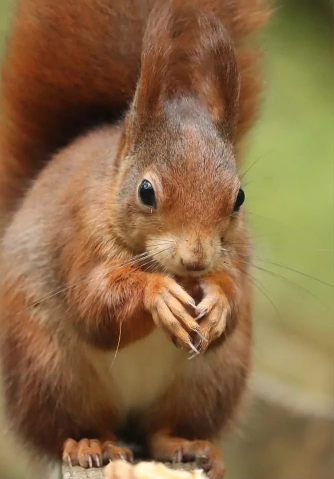A close-up photo of a red squirrel with a fluffy tail, holding a small piece of food between its paws and looking directly…