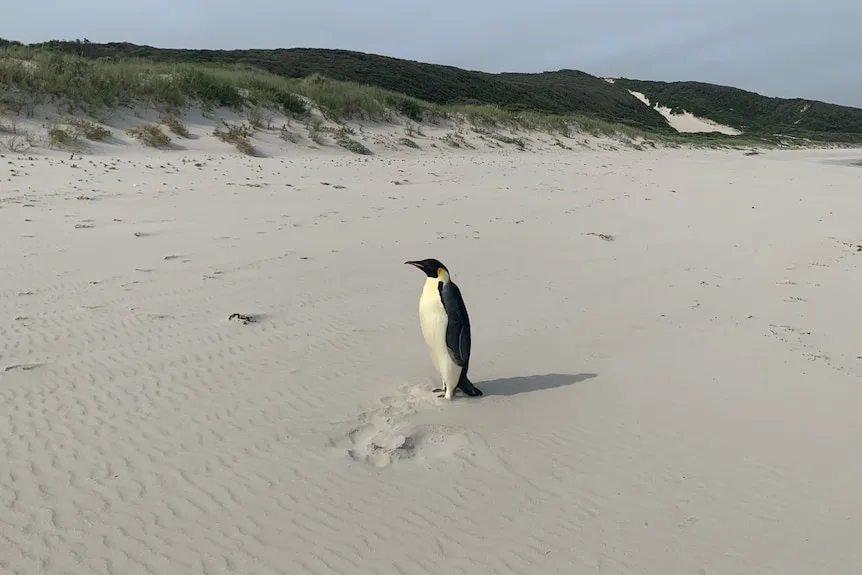 a single emperor penguin stands alone on a vast, empty sandy beach with dunes and sparse vegetation in the background. The…