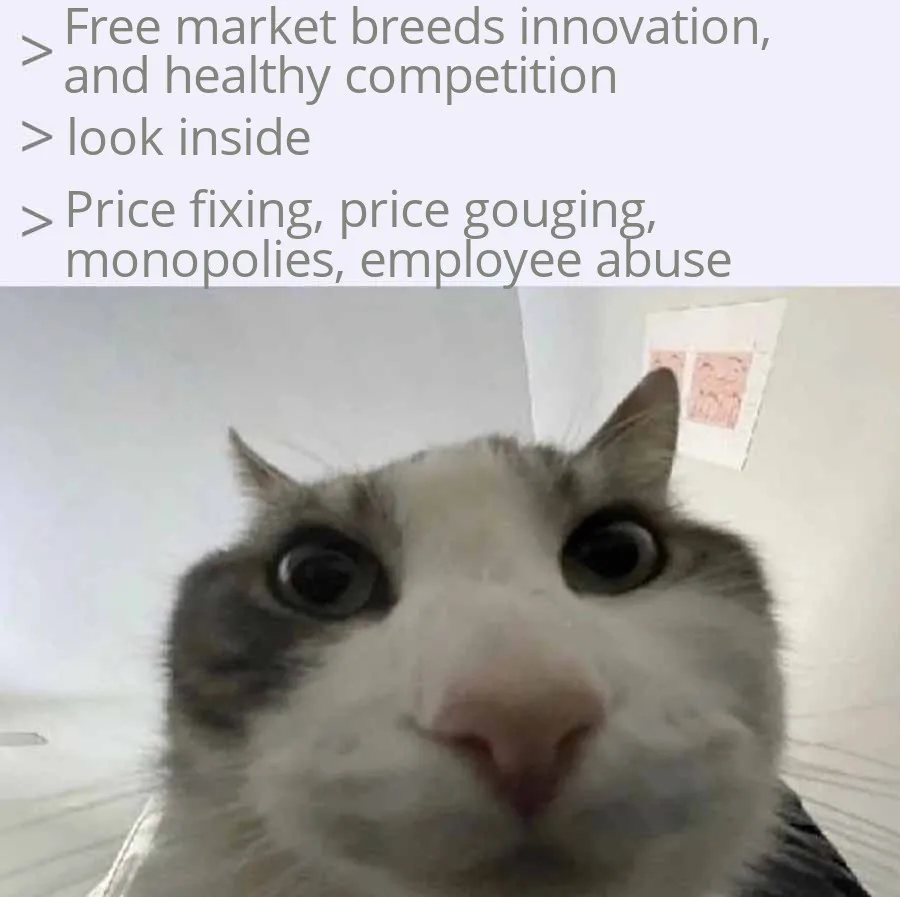 A close-up photo of a white and gray cat with wide, startled eyes looking directly at the camera. Overlaid text presents a…