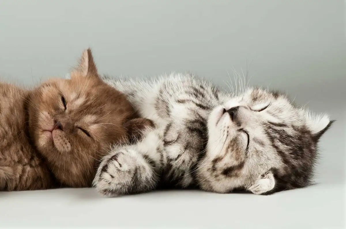 Two fluffy cats are lying side by side on a plain white surface, both with eyes closed and appearing deeply asleep. The cat…