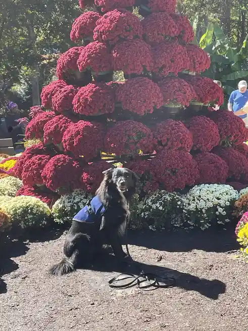 A black dog wearing a blue vest sits on a gravel path in front of a large, pyramid-shaped arrangement of red chrysanthemums…