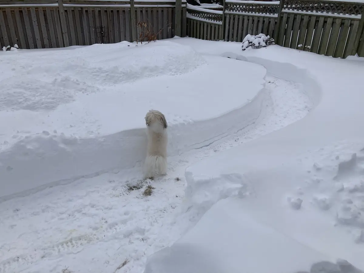 A small, fluffy white dog stands in a snowy backyard, facing a large, curved snowbank it appears unwilling to cross. The…