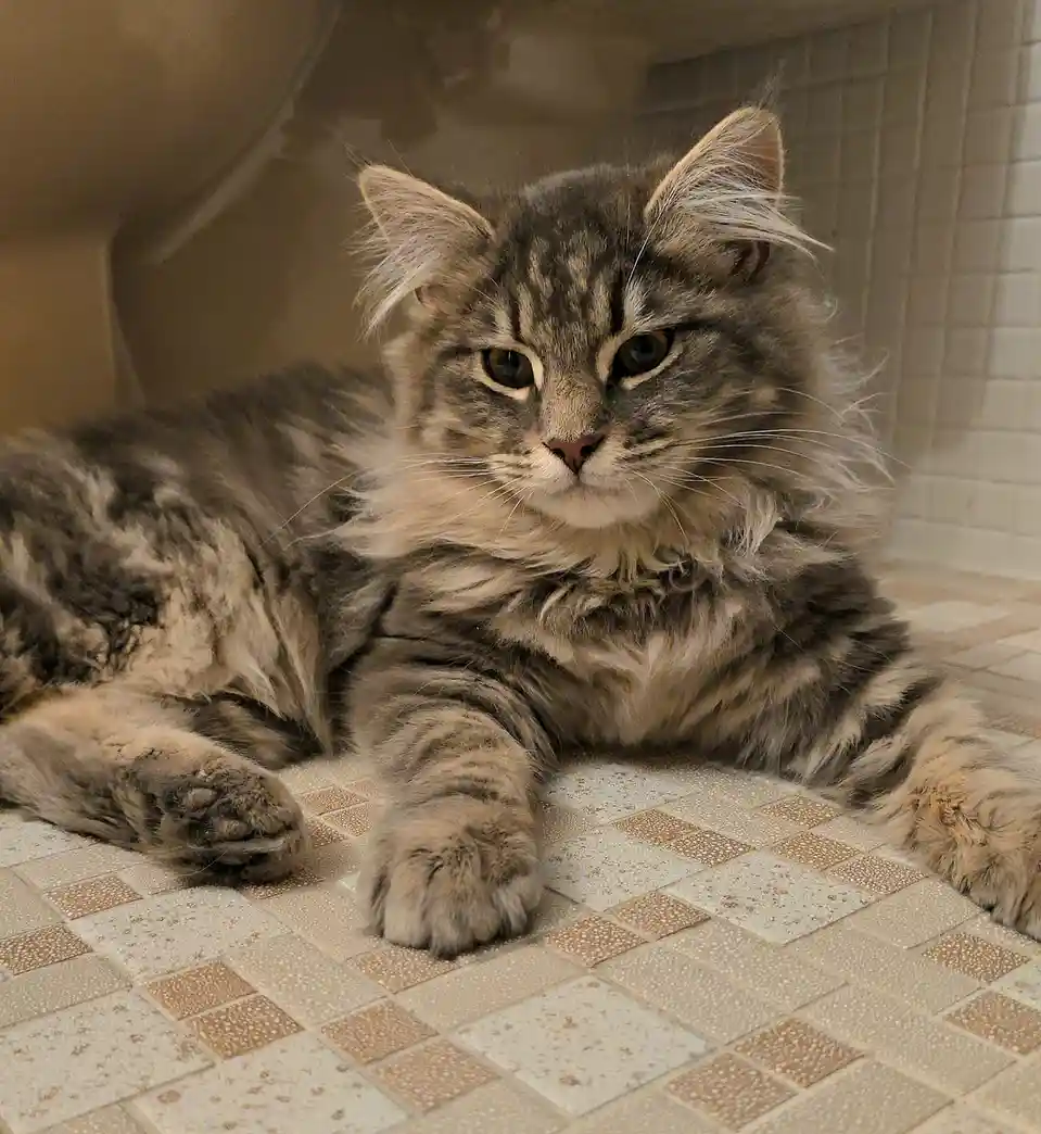 A fluffy, long-haired tabby cat with a grumpy expression lies sprawled on a checkered tile floor, looking directly at the…
