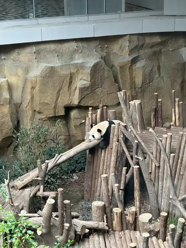 A giant panda bear is seen resting its head on a horizontal wooden log within a zoo enclosure made of logs and rocks. The…