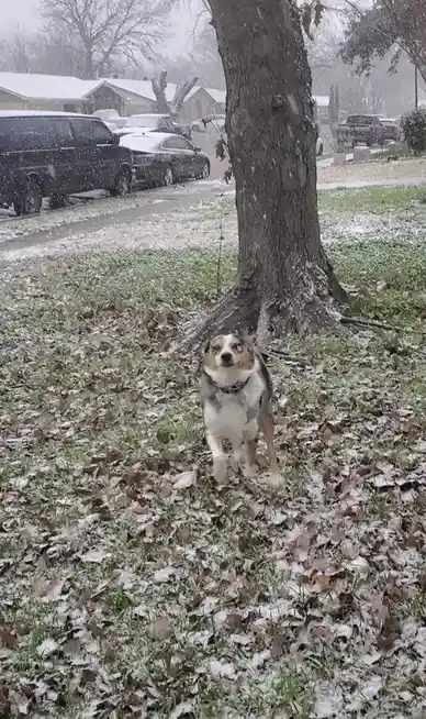 A tri-color dog with a white chest and brown markings stands in a snowy yard covered in fallen leaves, looking directly at…