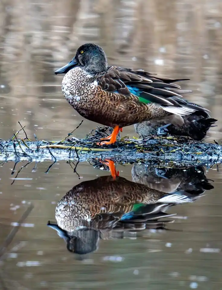 A duck with a speckled brown chest, black head, and bright orange feet stands on a branch partially submerged in water, with…