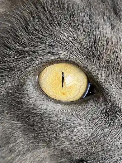 A close-up photo of a gray cat's eye, showing its yellowish iris with visible blood vessels and a vertical black pupil. The…