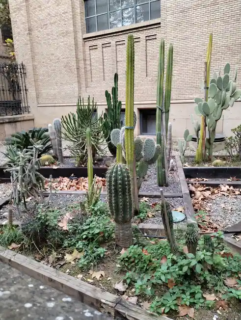 A garden bed filled with various cacti and succulents, including tall columnar cacti, a barrel cactus, and prickly pear…