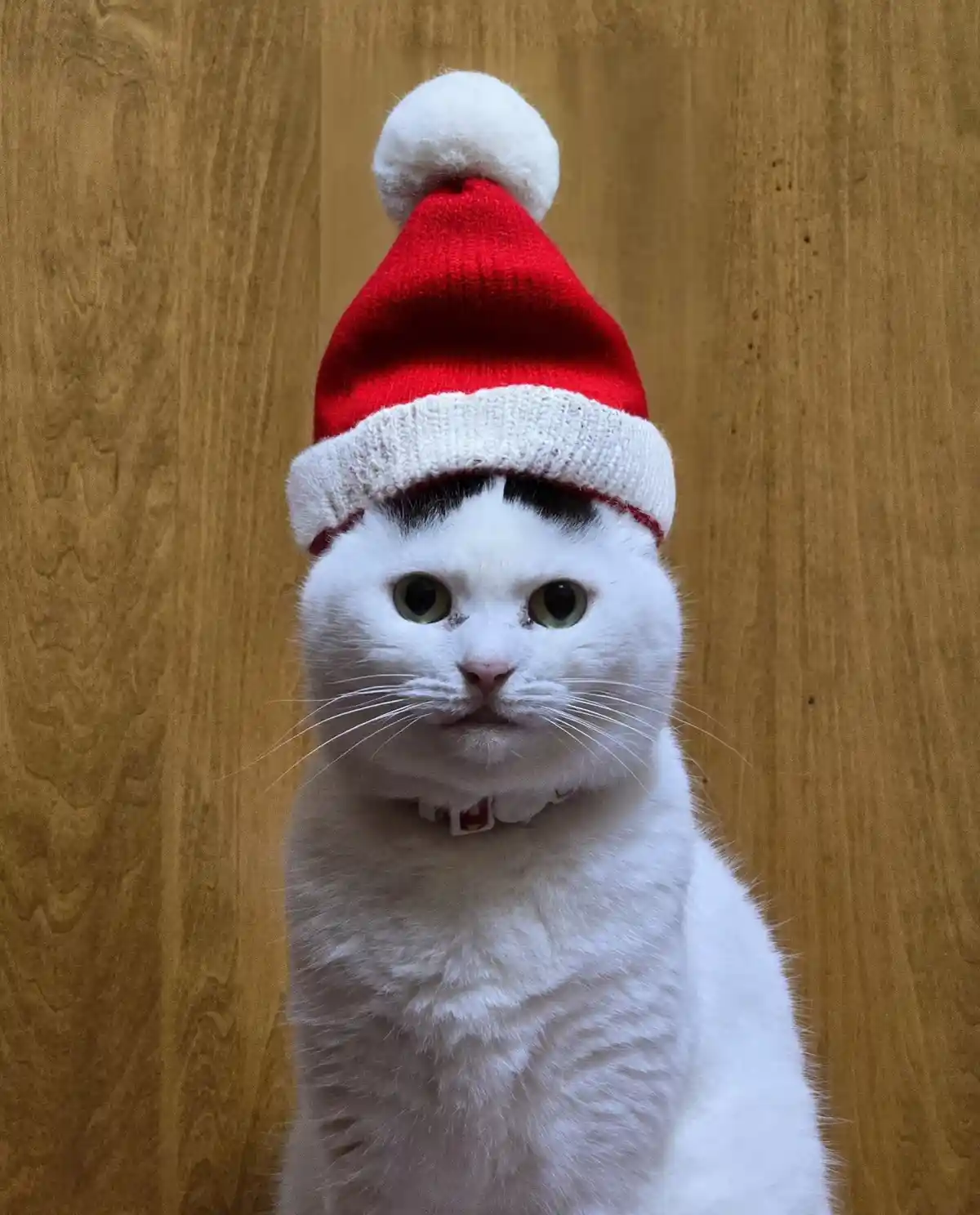 A white cat with green eyes and a black patch of fur on its forehead wears a red and white knitted Santa hat with a white…