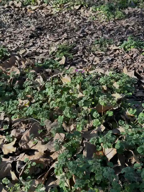 A close-up photo shows vibrant green plants with small purple flowers pushing through a thick layer of brown, dry fallen…
