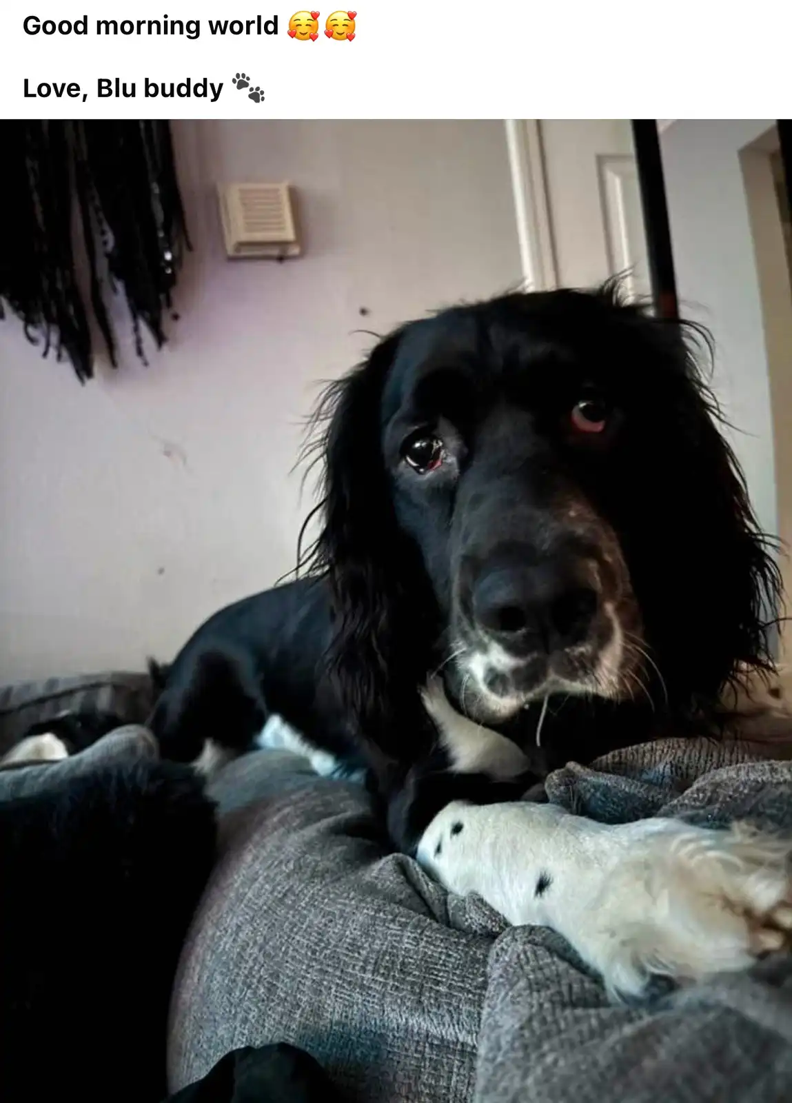 A black and white dog with long, shaggy fur and soulful eyes lies on a gray couch, looking directly at the camera. The…