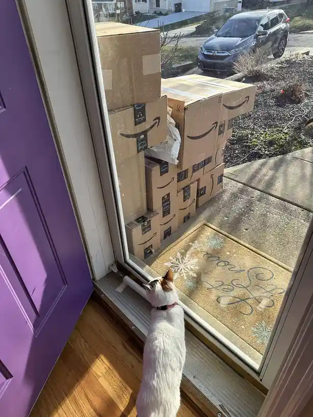 A white cat with orange patches stands inside a house, looking out a glass door at a large pile of Amazon Prime cardboard…