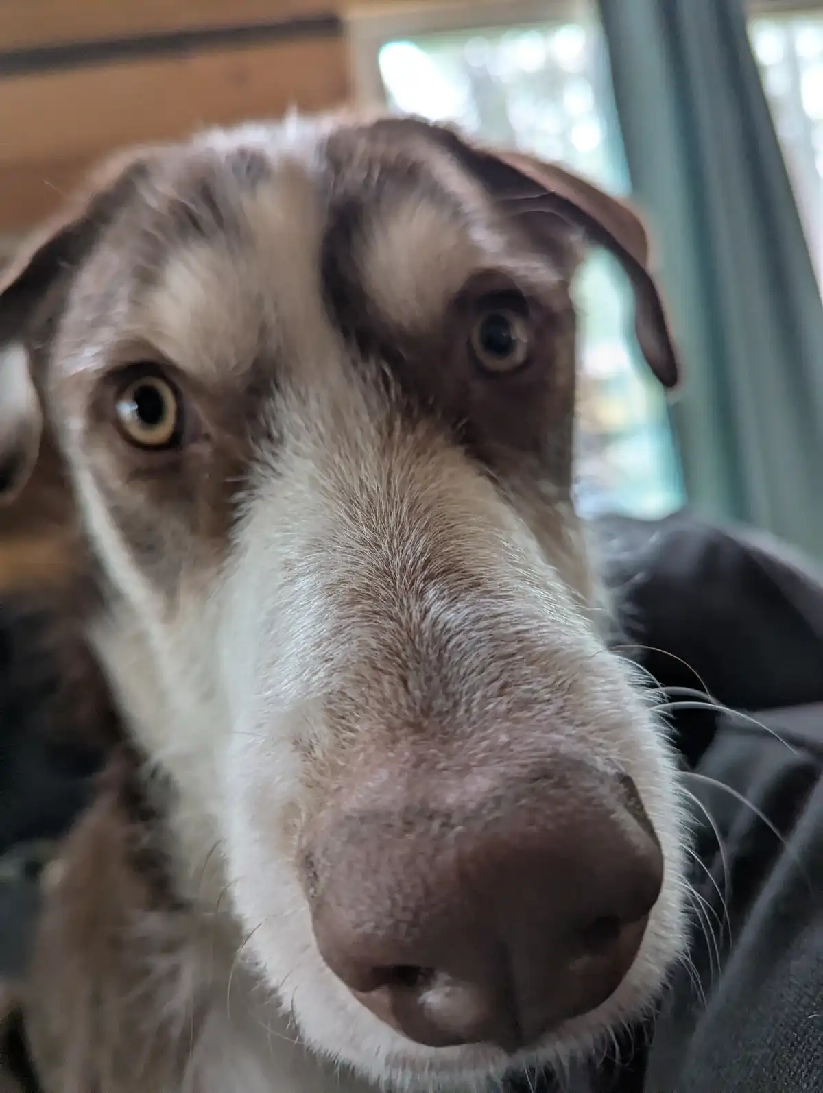 A close-up photo of a brown and white dog with wide, expressive eyes staring directly at the camera, its nose almost…