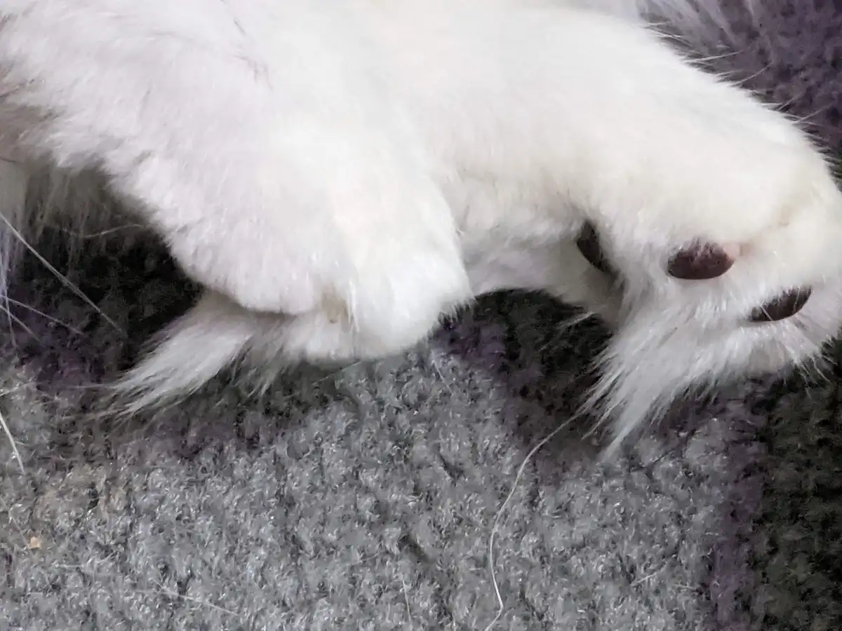 A close-up photo shows a fluffy white dog's paw resting on a gray textured surface, with the text 'i'm not lazy, i'm in…