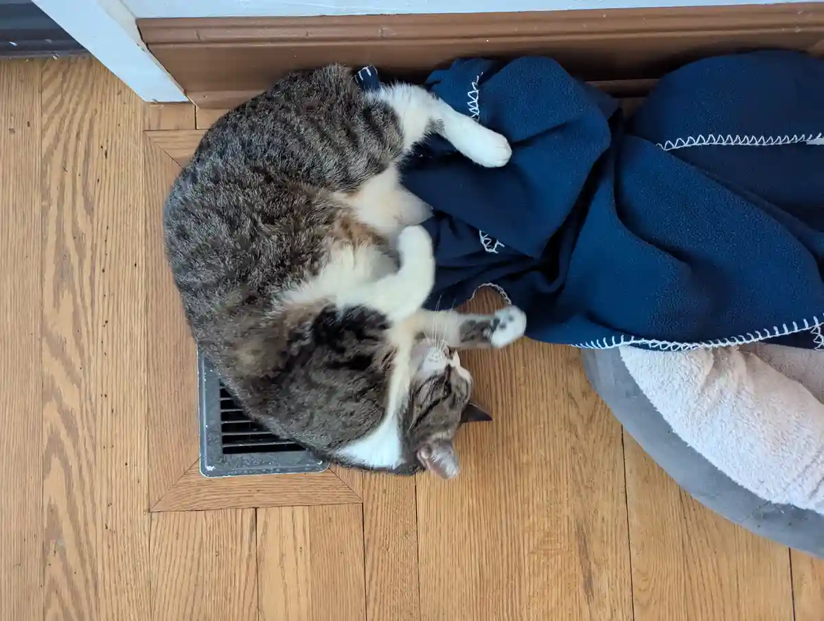 A tabby and white cat is lying on its back on a wooden floor next to a blue fleece blanket and a gray pet bed, with its paws…