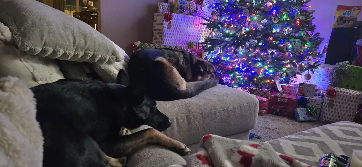 Two German Shepherd dogs are sleeping on a couch in a living room decorated for Christmas, with a brightly lit tree and…
