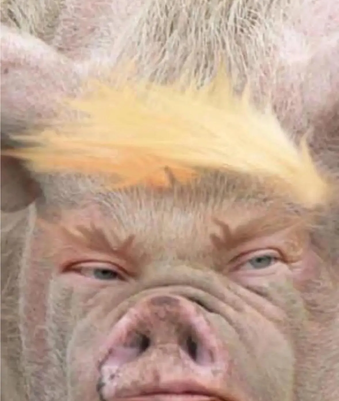 A close-up image of a pig's face with a distinctive blonde, comb-over hairstyle resembling Donald Trump's iconic hair…