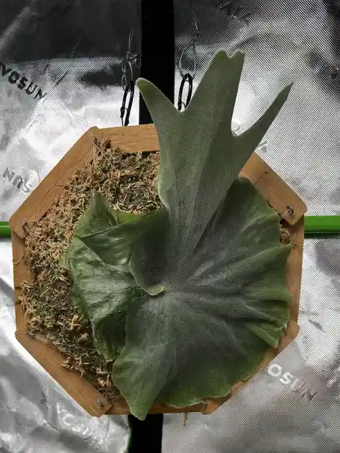 A close-up photo shows a staghorn fern with a large, crown-like frond growing from a wooden hexagonal planter filled with…