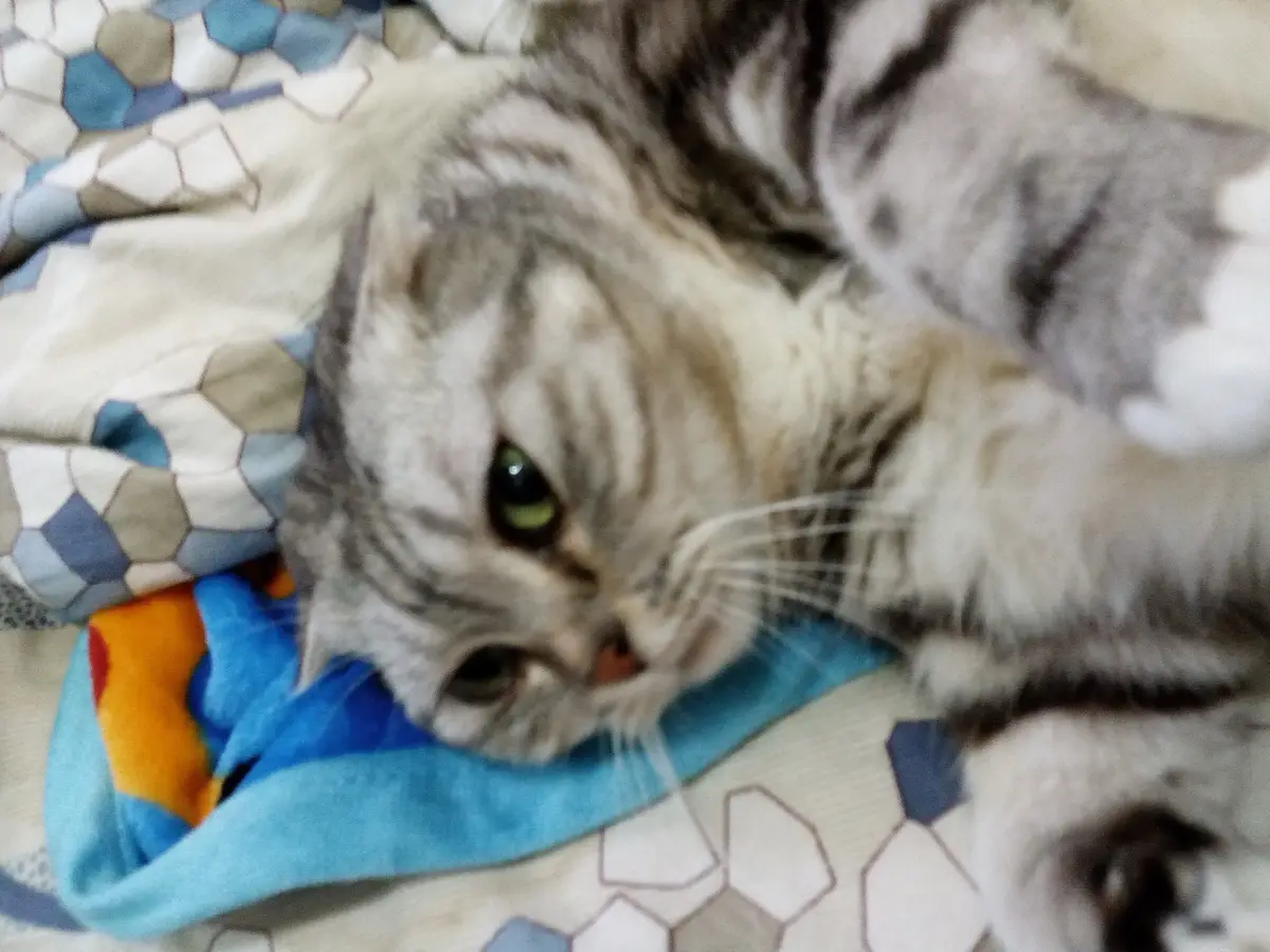 A gray tabby cat with green eyes lies on a patterned blanket, looking directly at the camera with a sleepy, unimpressed…