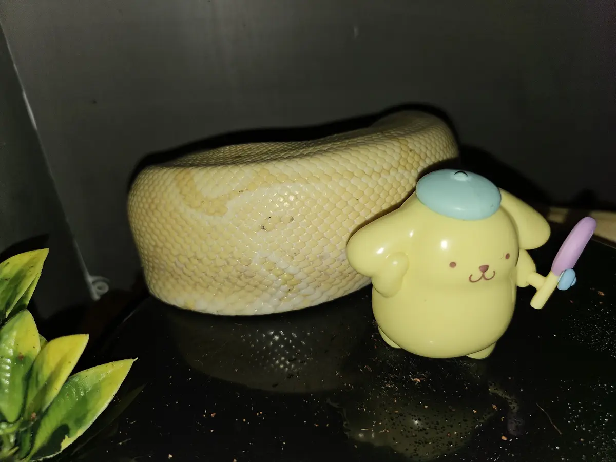 A large, pale yellow snake is coiled on a dark surface next to a small, yellow cartoon dog figurine holding a purple toy…