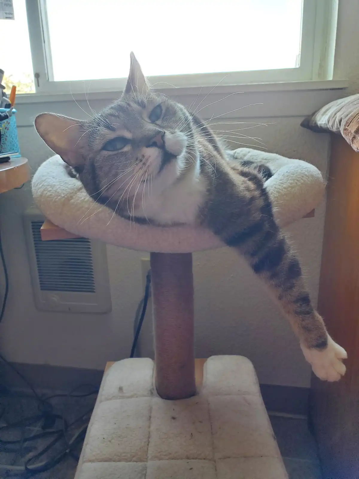 A tabby cat with white markings is lounging on a cat tree, its head tilted back and eyes half-closed in a relaxed, almost…