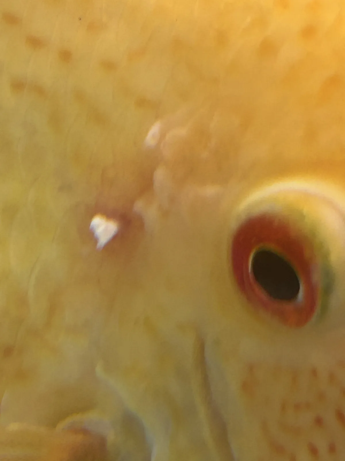 A blurry, close-up photo of a yellowish fish with a large, dark eye and red-orange ring around it, showing a small white…