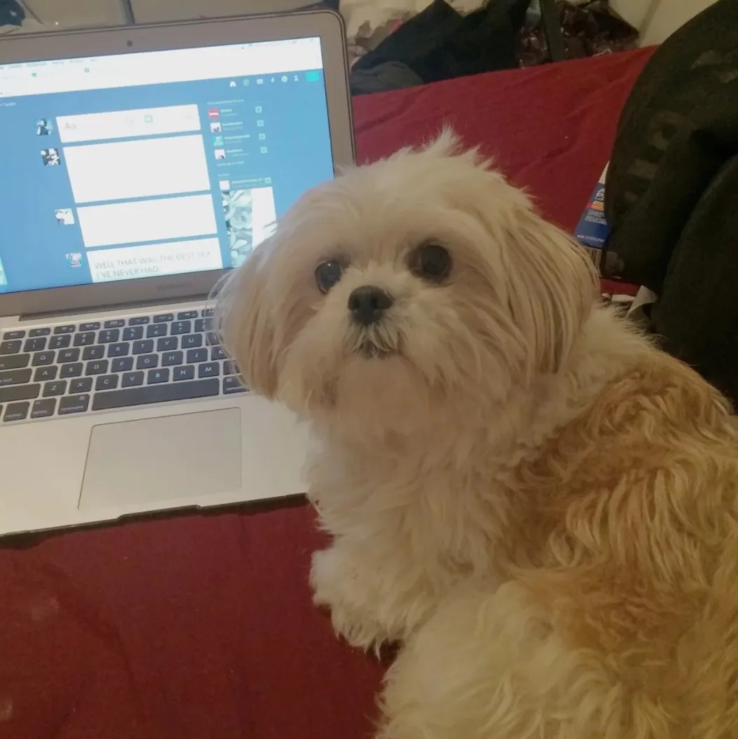 A fluffy, light-colored dog sits on a red surface next to an open laptop. The laptop screen displays a messaging app with a…