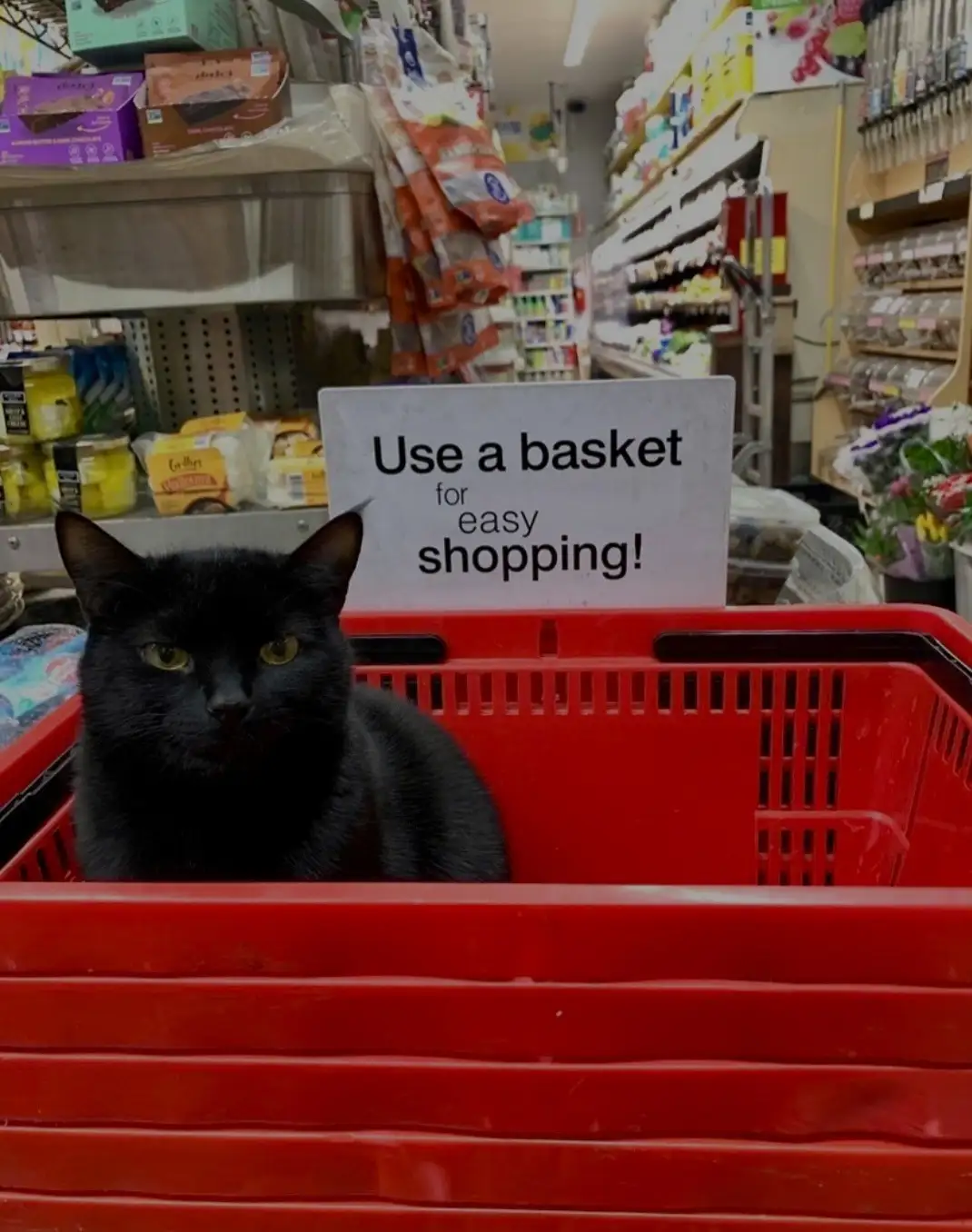A black cat with yellow eyes sits calmly inside a red plastic shopping basket in a grocery store aisle. Behind the cat, a…