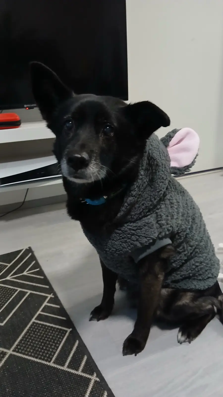 A black dog with gray muzzle and blue eyes sits on a light-colored floor, wearing a gray fleece costume with a pink mouse…
