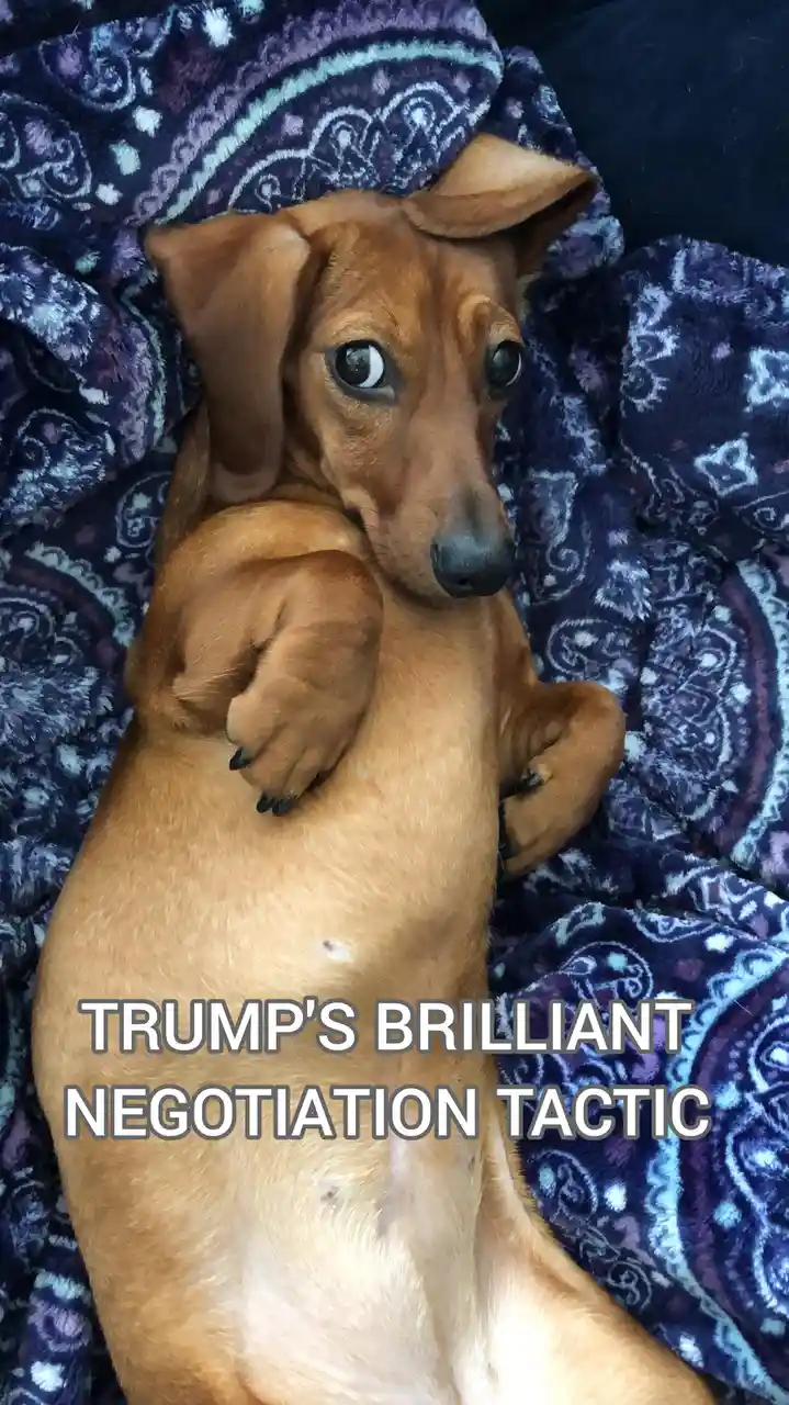 A brown dachshund lies on its back on a purple paisley blanket, looking up with wide eyes and its front paws raised in a…
