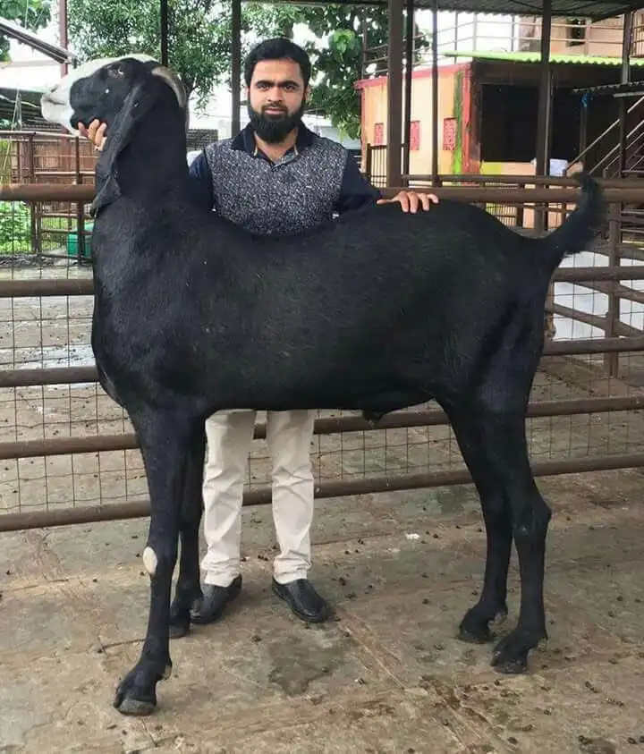 A man with a beard and vest stands beside a very large black goat, his hand on its back and the other near its head. The…