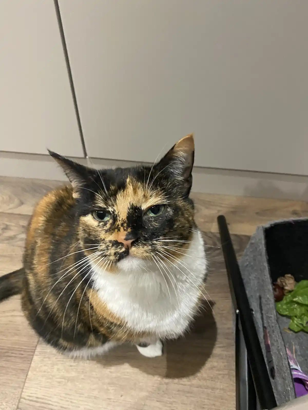 A calico cat with black, orange, and white fur sits on a wooden floor, looking directly at the camera with a displeased…