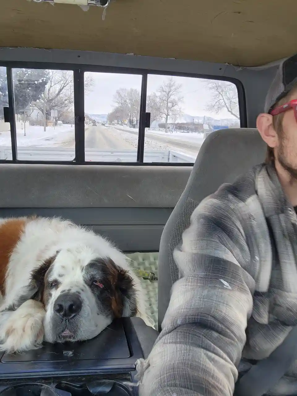 A large Saint Bernard dog with a white and brown coat is sleeping soundly with its head resting on the center console of a…