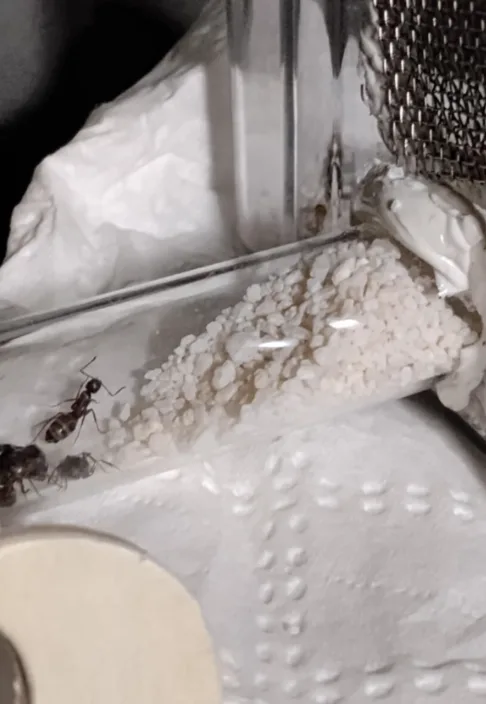 A close-up photo shows several ants crawling on the inside of a clear glass tube filled with white granular material, likely…
