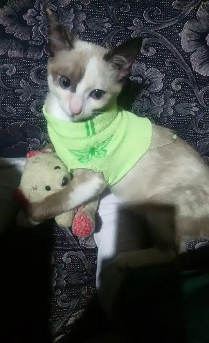 A small, light-colored cat with dark ears and eyes is wearing a bright green knitted vest and holding a small stuffed teddy…