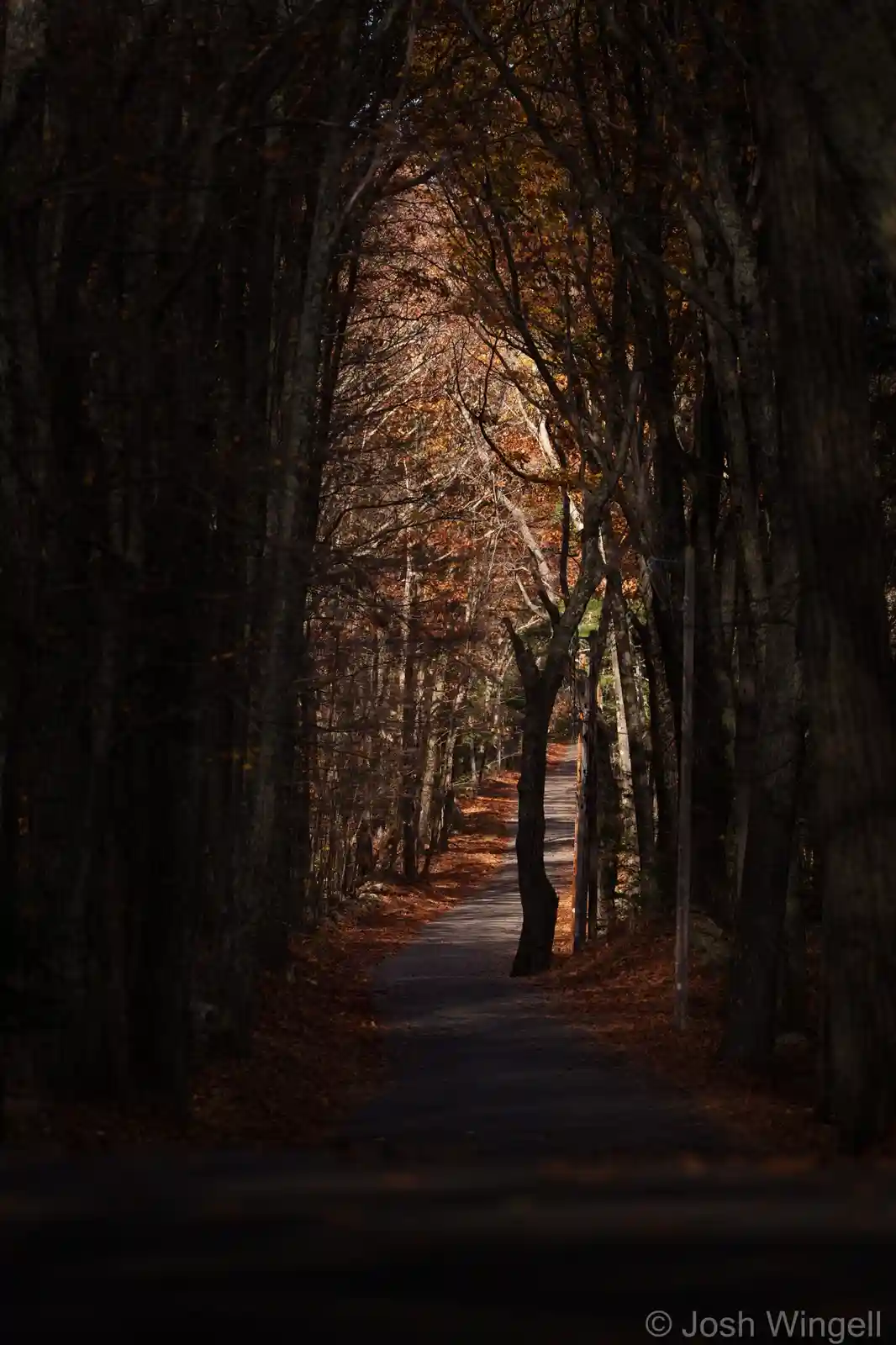 A narrow road winds through a dense forest with tall, dark trees and a carpet of fallen orange and brown leaves. Sunlight…