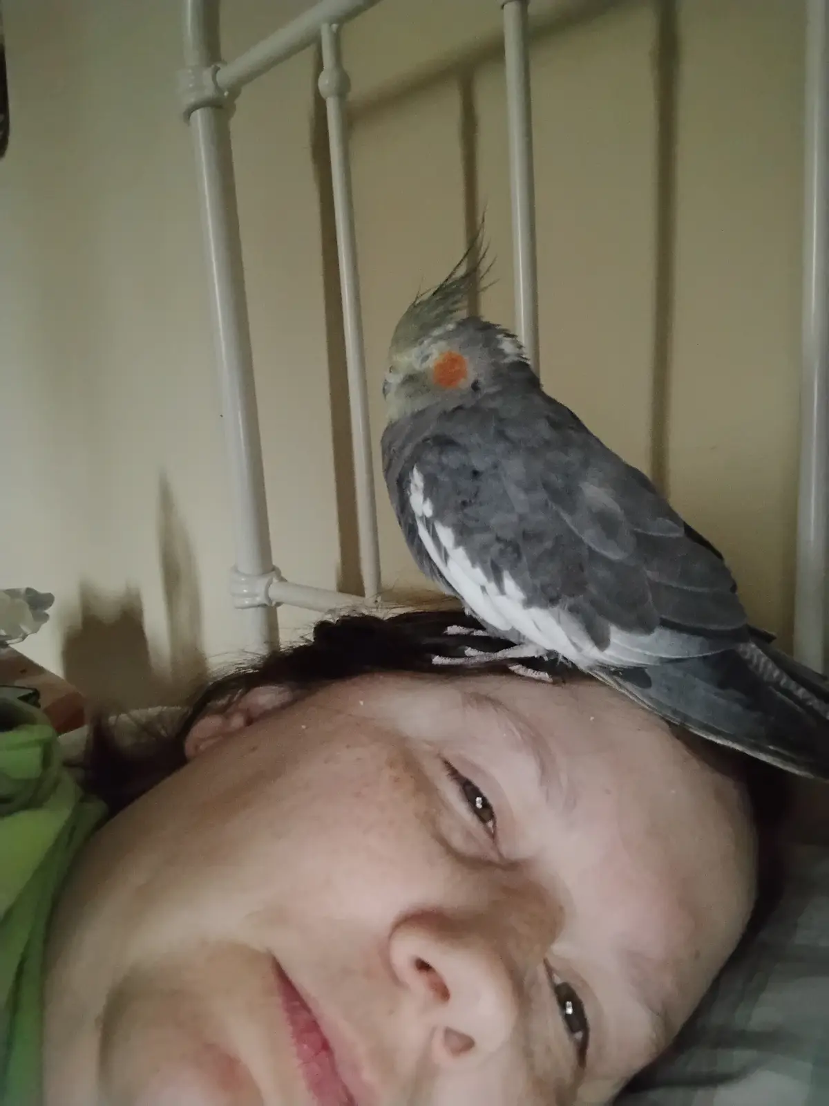 A person lies in bed with a cockatiel perched on their forehead, looking at the camera with a calm expression. The bird has…
